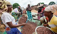 Fairtrade cocoa Fairtrade cocoa