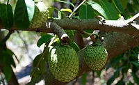 Soursop