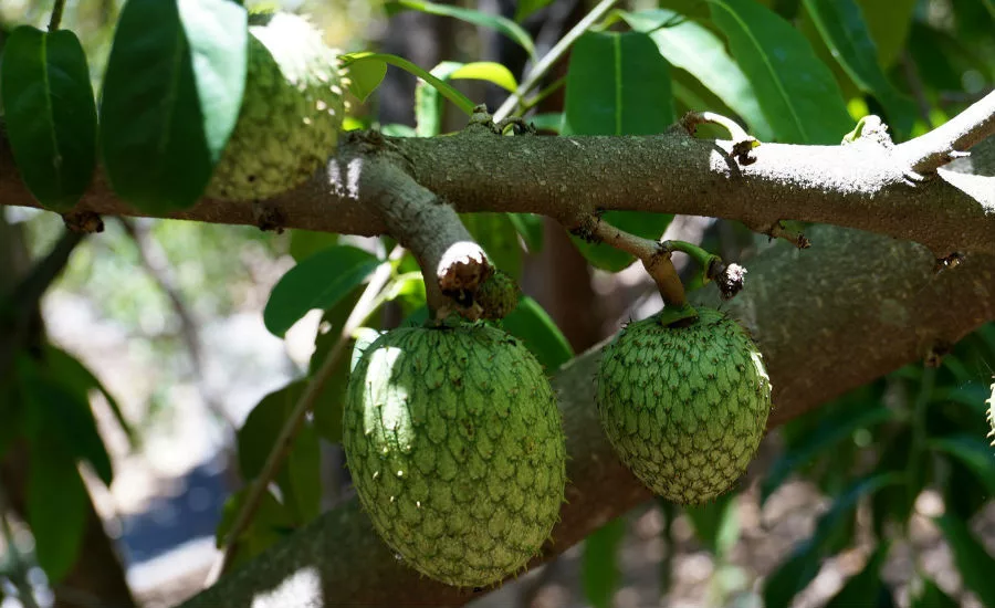 Soursop