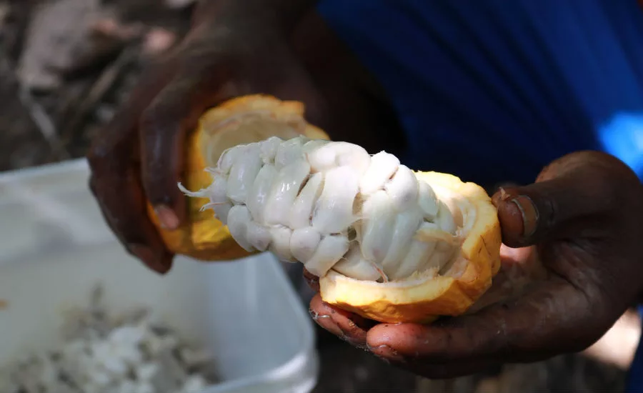Cocoa pulp