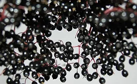 Elderberry