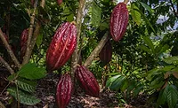 Mars Wrigley cocoa