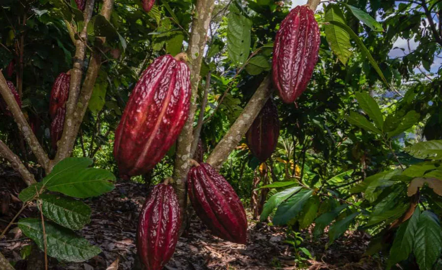 Mars Wrigley cocoa