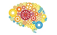 Brain stock Brain stock