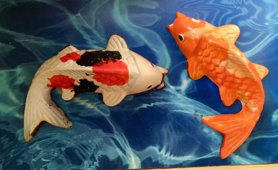 St Croix Koi
