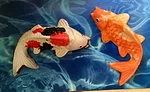 St Croix Koi