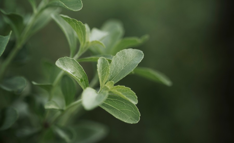Stevia leaf_stock