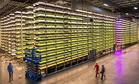 AeroFarms Cargill