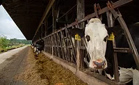 Sustainable Dairy PA Sustainable Dairy PA