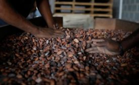 Ivory Coast cocoa beans