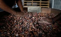 Ivory Coast cocoa beans