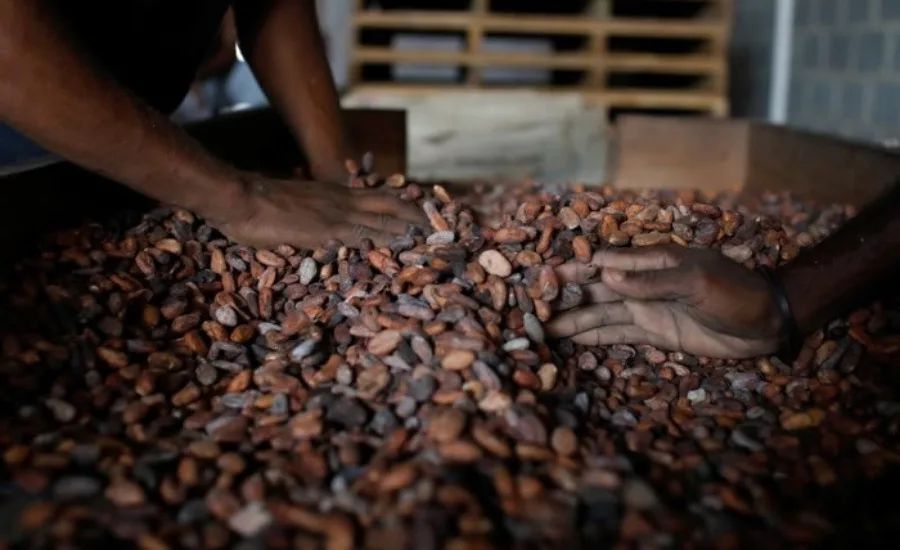 Ivory Coast cocoa beans