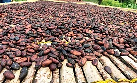 cocoa beans