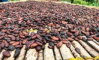 cocoa beans