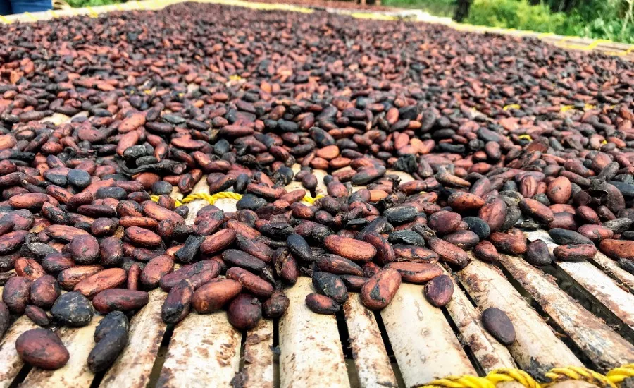 cocoa beans