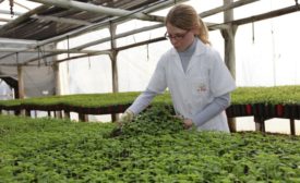 Cargill announces stevia sustainability program benchmarked at Silver Level by FSA 3.0