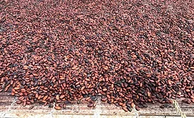 Cocoa beans drying