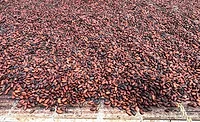 Cocoa beans drying
