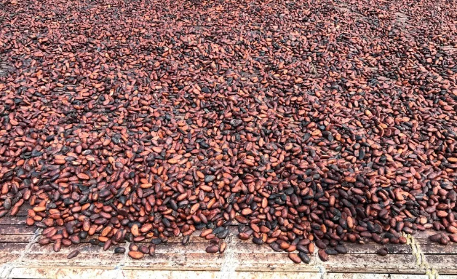 Cocoa beans drying