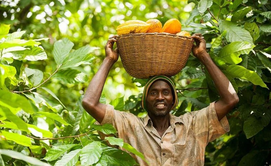 Fairtrade cocoa farmer
