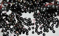 Elderberry Elderberry