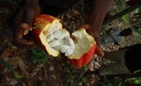 Cocoa pod