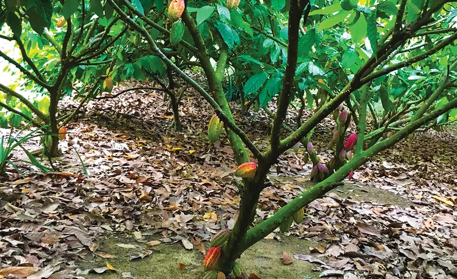 Criollo Cacao