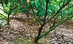 Criollo Cacao