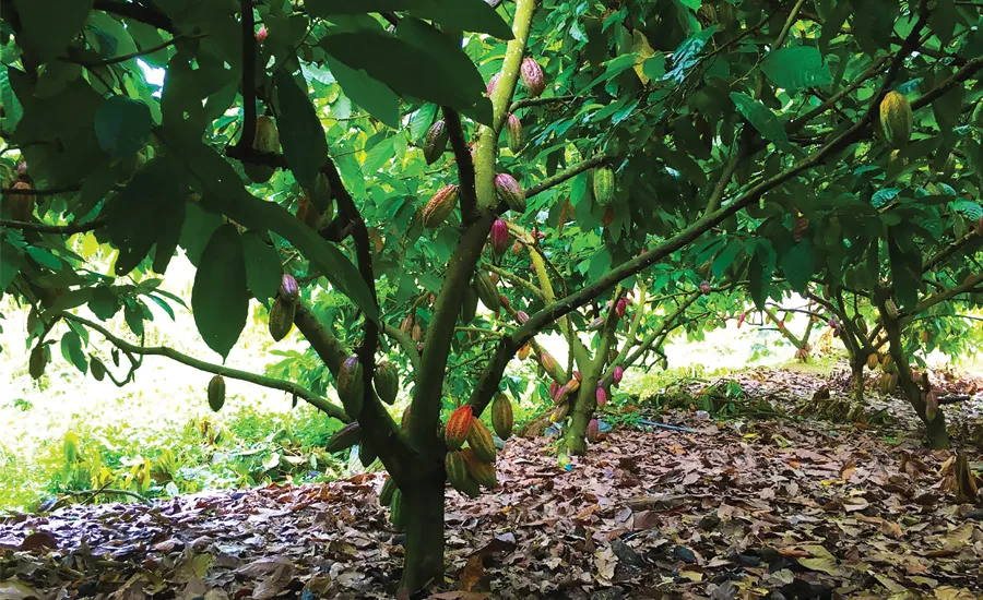 Criollo Cacao