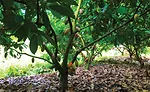 Criollo Cacao
