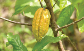 Criollo Cacao
