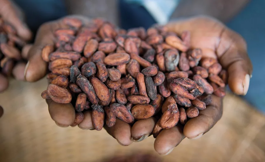 Chocolate ingredient trends