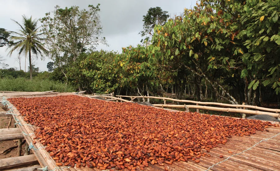 Chocolate ingredient trends