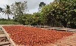 Chocolate ingredient trends
