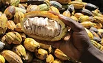 Chocolate ingredient trends