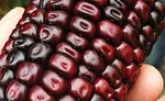 natural color trends