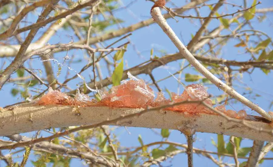 acacia gum