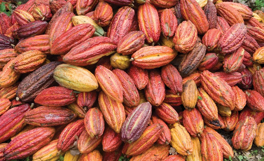 cocoa and chocolate suppliers
