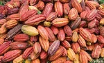 cocoa and chocolate suppliers