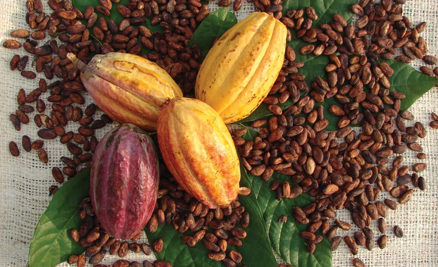 cocoa blockchain