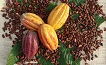 cocoa blockchain