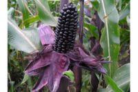 Suntava Inc.'s purple corn