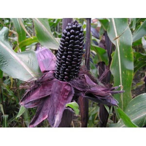 Suntava Inc.'s purple corn
