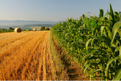 Farm scene