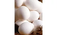 Eggs_900x550 Eggs
