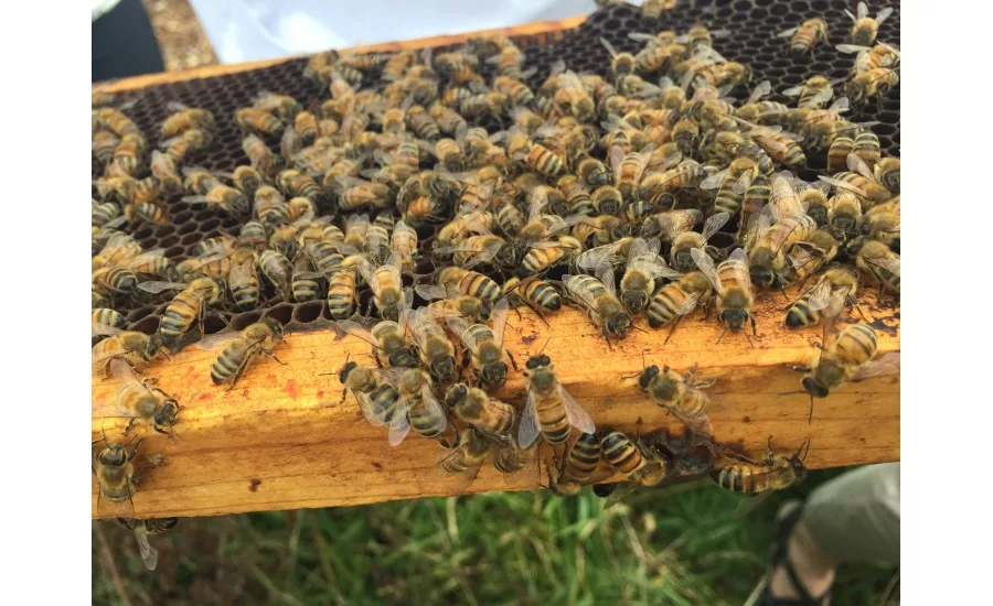 bees