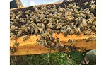 bees