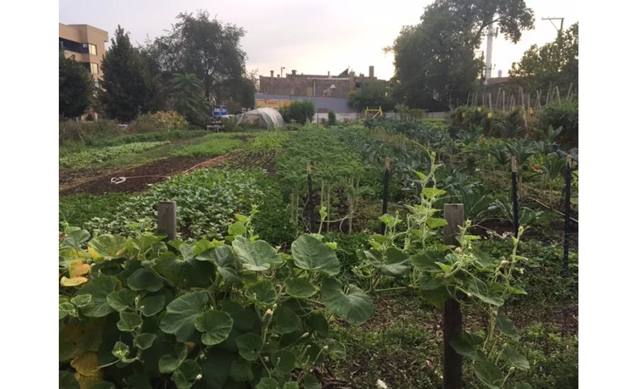 patchwork farms, chicago