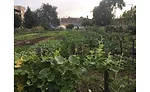 patchwork farms, chicago