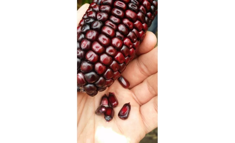DDW purple corn color, ingredient